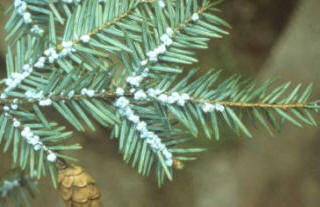 Adelgid - white fluffy aphids that do a lot of damage