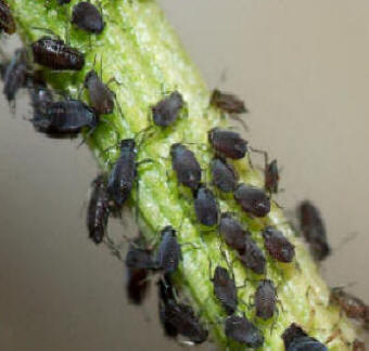 Black Fly Aphid - The Bean Aphid