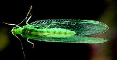 Lacewing adult, that eats aphids - so do their young lavae