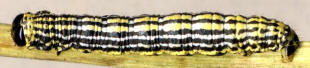 Caterpillar of the Magpie Moth