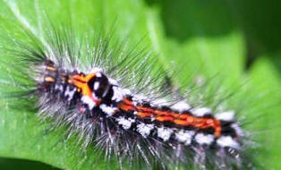 Brightly coloured caterpillar of the yellow tail moth on rspberry leaf