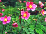 Anemone huphensis - deep pink blooms