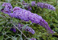 Butterfly bush - superb for insects and wildlife