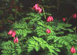 Decentra herbaceous types - pink flowers
