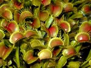 The Flycatcher plant Dionaea muscipular