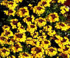 Wallflowers - Erysimum with golden yellow flowers