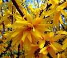 Yellow Forsythia flowers are the first in Spring