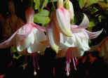 Fuchsias have many varieties with pink flowers