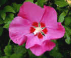 Hibiscus Woodbridge is pink - and late flowering