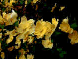 Roses - and Rosa Canarybird with yellow flowers