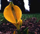 The Skunk Cabbage with golden yellow blooms