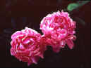 Magnificent Paeonia Sarah bernhardt - Pink double flowers