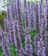 Agastache is a mass of insects on a warm evening