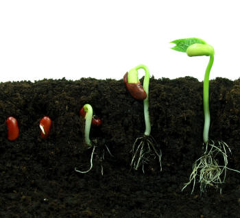Roots and germination