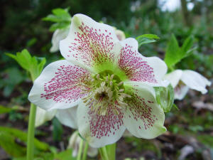 Hellebore - White flower with pink spots
