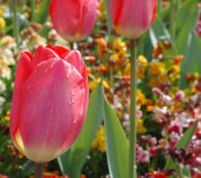 Tulips work in well with Spring bedding plants