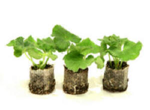 Geranium seedlings in small propagating peat pots