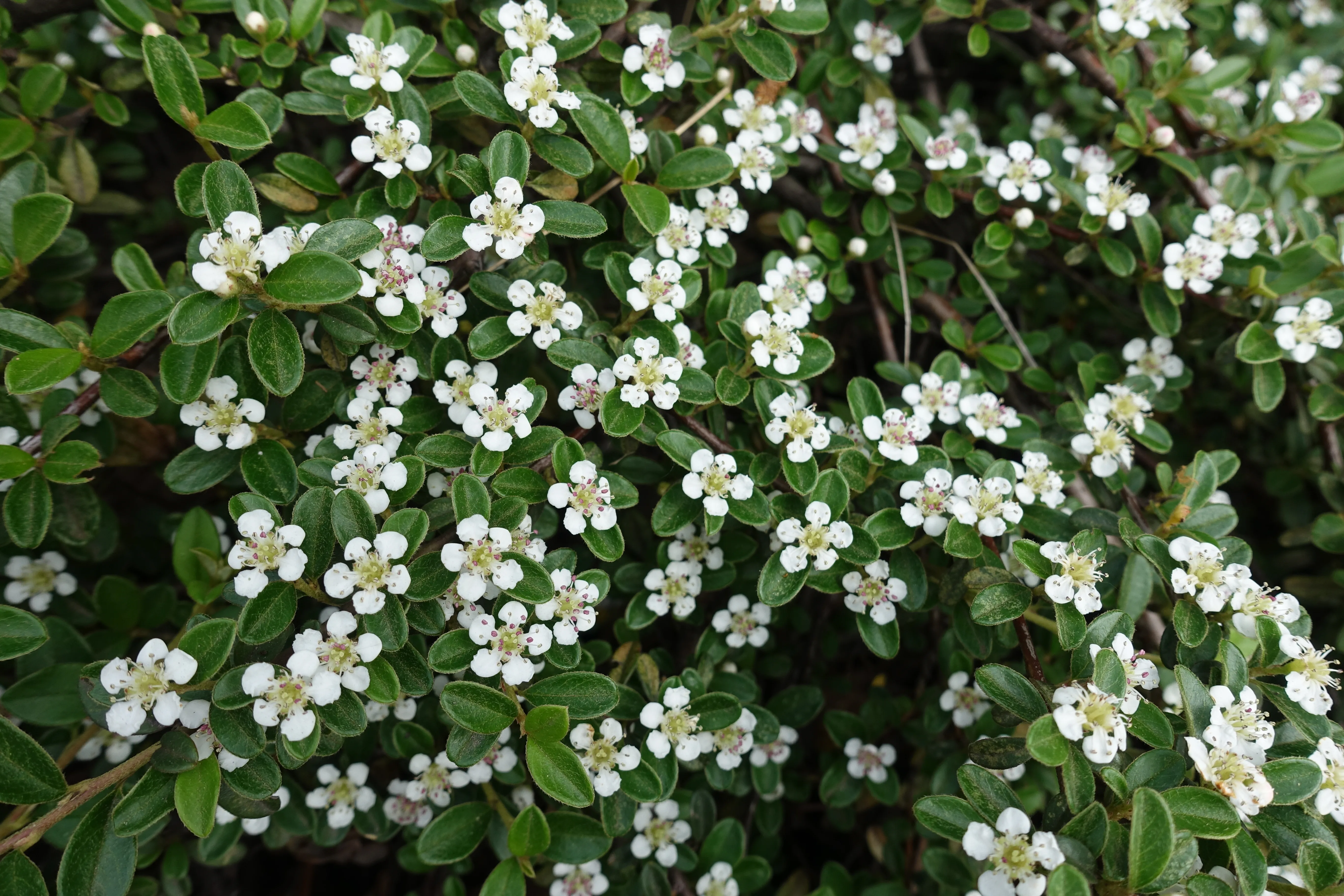 A Cotoneaster Hedge