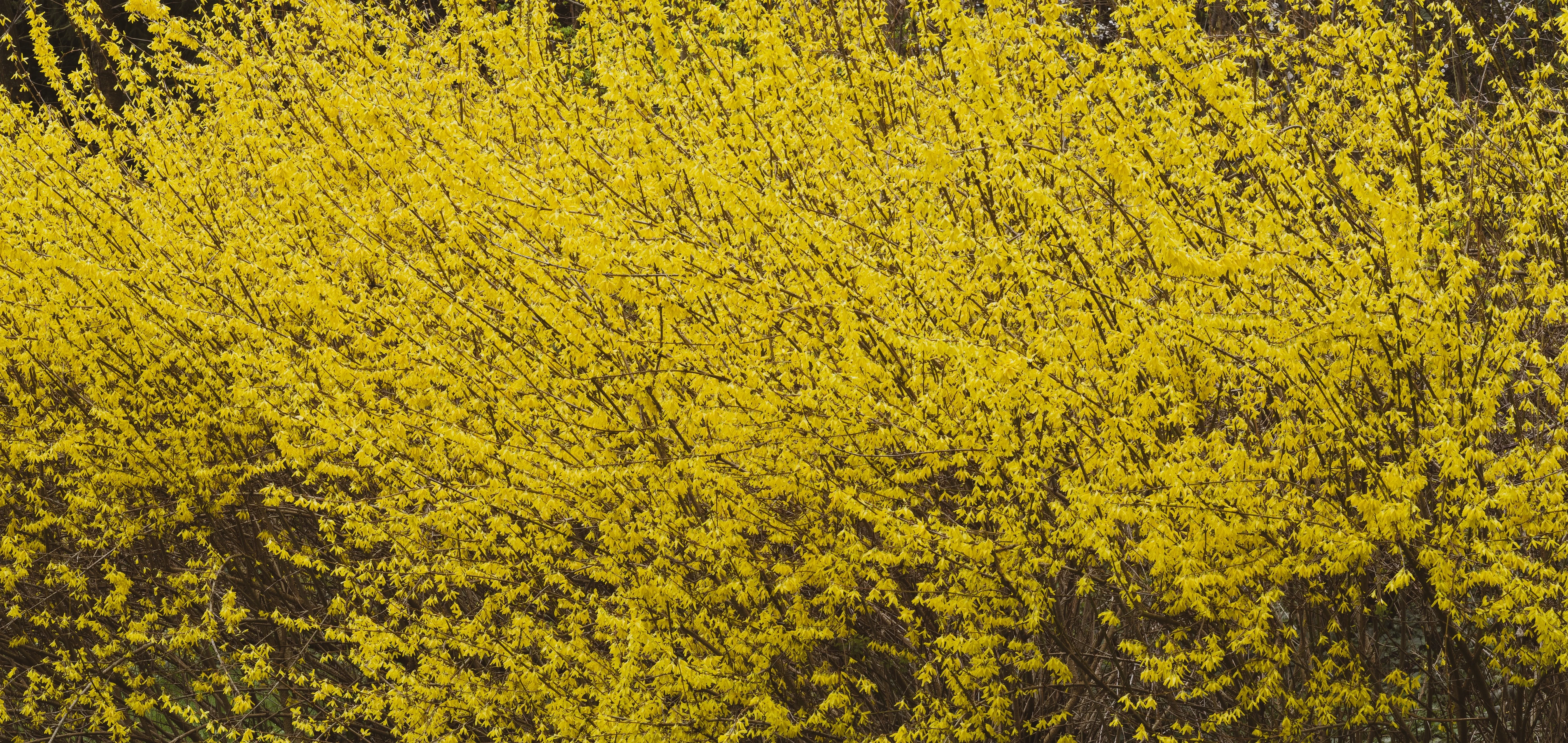 Pruning a Forsythia Hedge