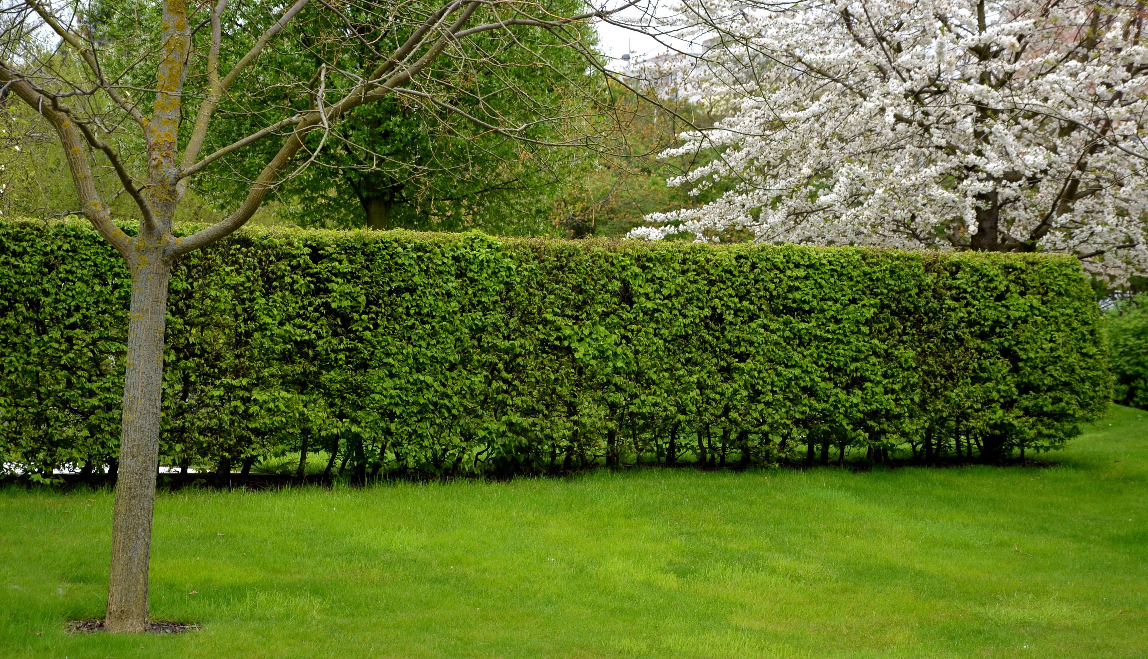 Hornbeam Hedge
