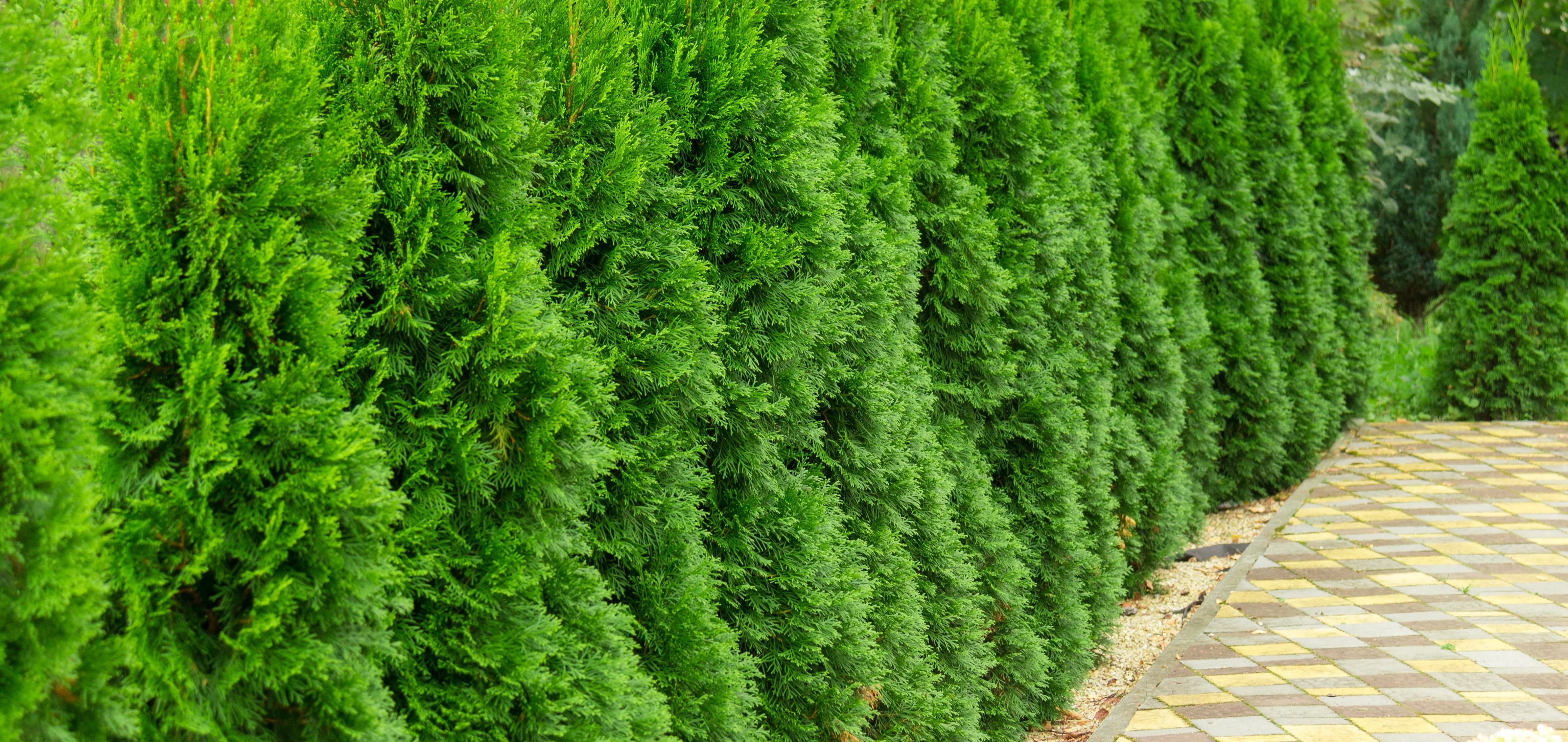 Thuja Hedge