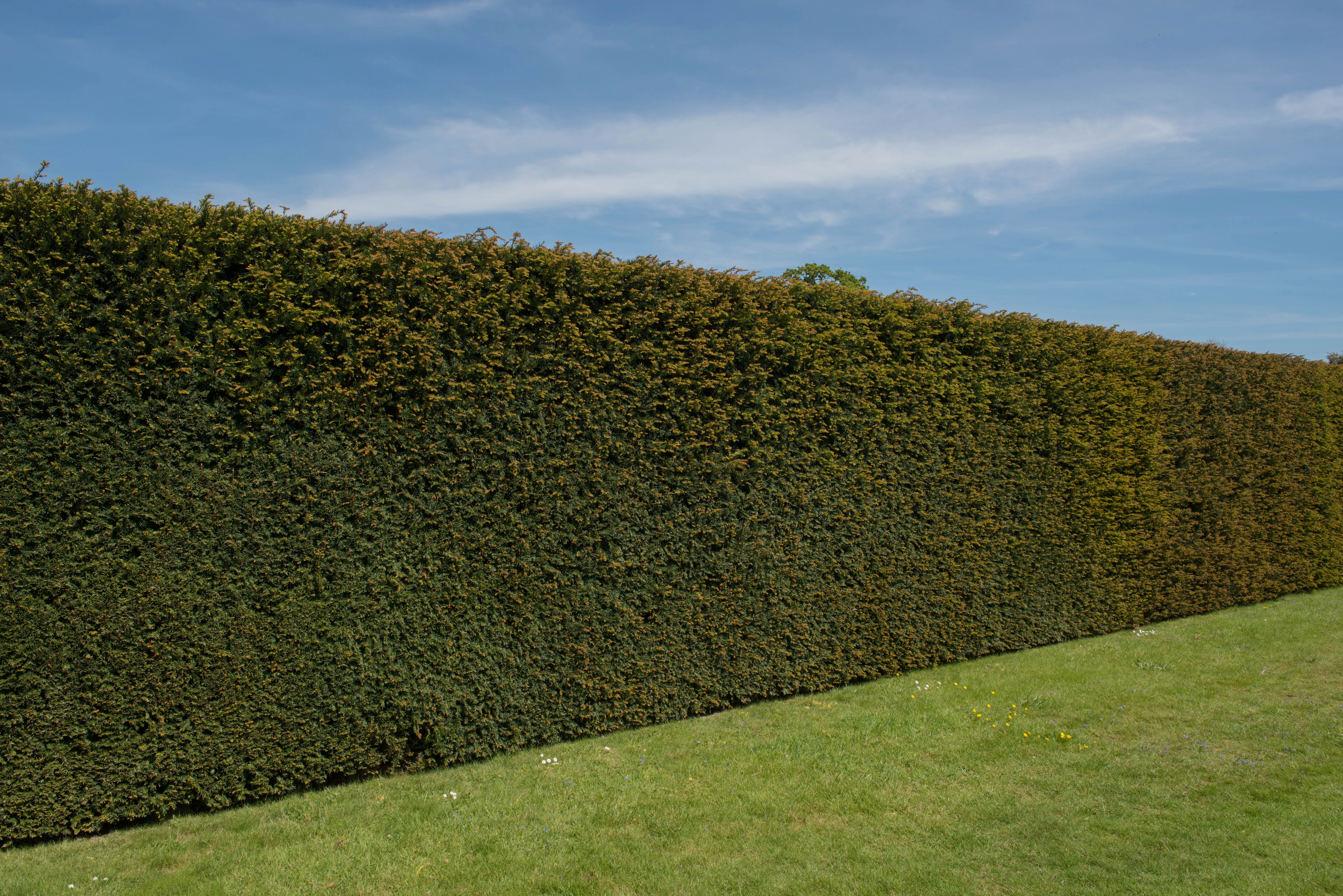 Yew Hedge