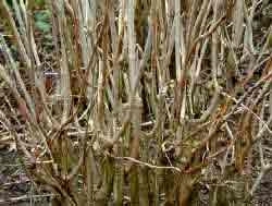 Many new branches after har pruning