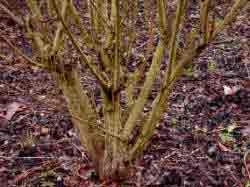 The new growths from the old pruning cuts can be seen