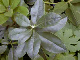 The rhododendron dead headed and ready for new growth to start
