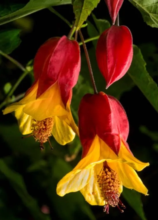 Abutilon - Flowering Maples