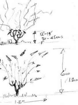 Drawing of pruning cuts - Buddleia