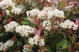 Photinia Red Robin Flower