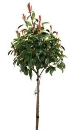 Photinia Red Robin Single Tree