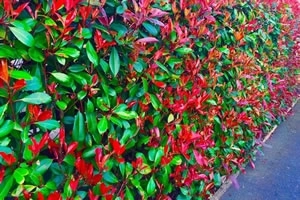 Photinia Red Robin Hedge