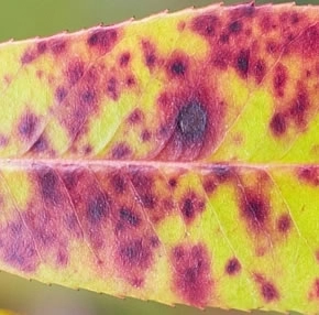 Photinia Red Robin with Leaf Spot