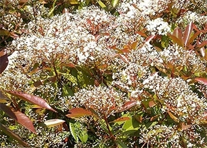 Photinia Red Robin Flower