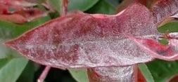 Photinia Red Robin with Powdery Mildew