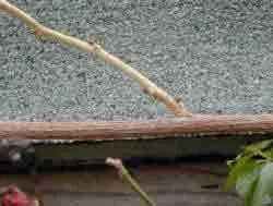 A new shoot from the last summer on a mature lateral branch