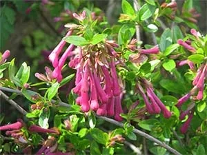 Abelia-floribunda