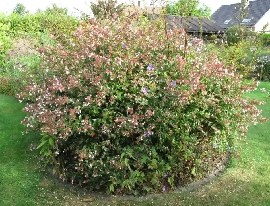 Abelia Shrub
