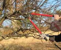 The pruning loppers are taken to the overgrown Apple Tree