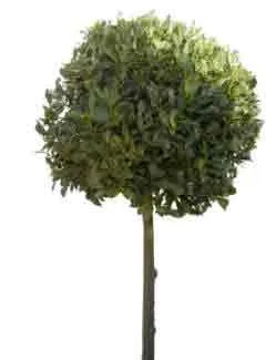 Mop headed Bay leaf tree
