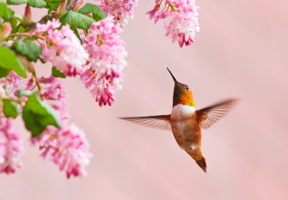 Male Rufous Hummingbird (Selasphorus rufus) hovering near Red Currant flowers (Ribes sanguineum)