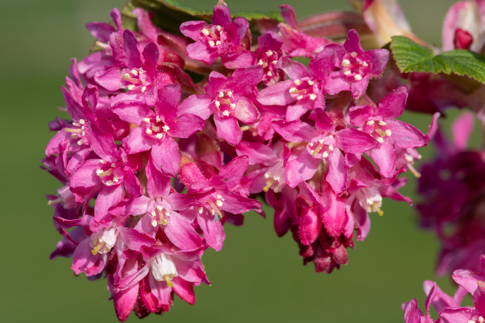 Close up of flowers on a red flowering currant (ribes sanguineum) shrub