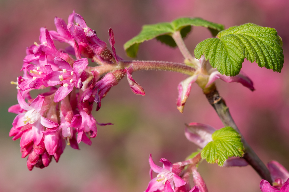 Close up of flowers on a red flowering currant (ribes sanguineum) shrub