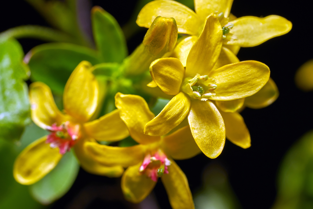 Golden currant (Ribes aureum) yellow flowers on a bush, selective focus, close-up. Ribes aureum is also known by the names Clove currant, Pruterberry and Buffalo currant.