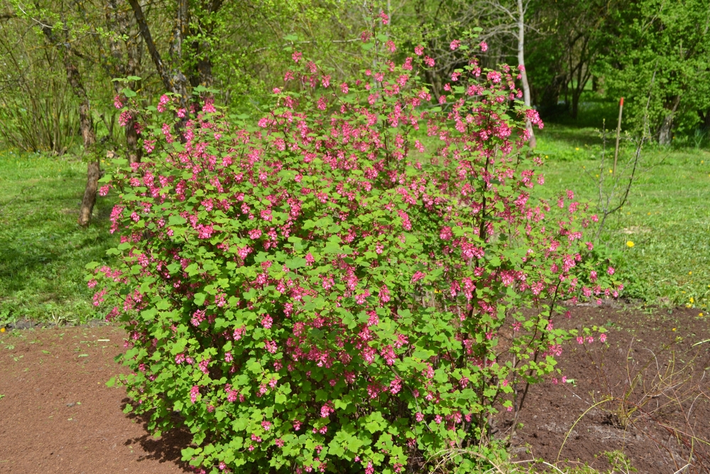 Flowering red flower currant (Ribes sanguineum)