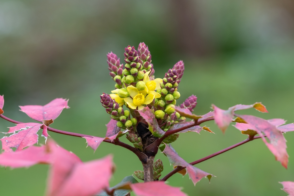 Close up of golden currant (ribes aureum) flowers in bloom