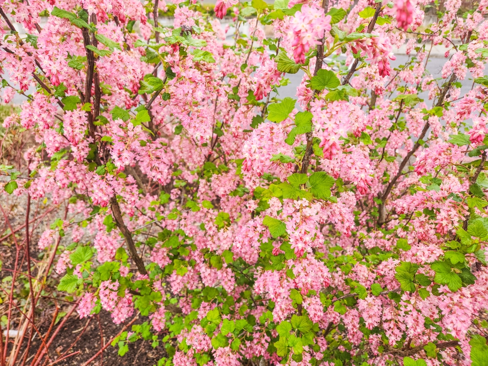 Flowering currant (Ribes sanguineum) is a North American species of flowering plant in the family Grossulariaceae, native to western United States and Canada.