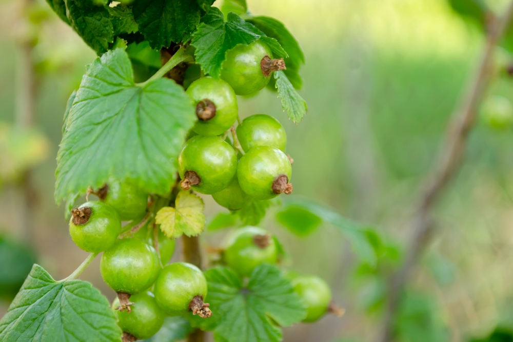 green currant on the bush. The first green berries in spring. Green berries on black currants. The crop ripens on black currant bushes.